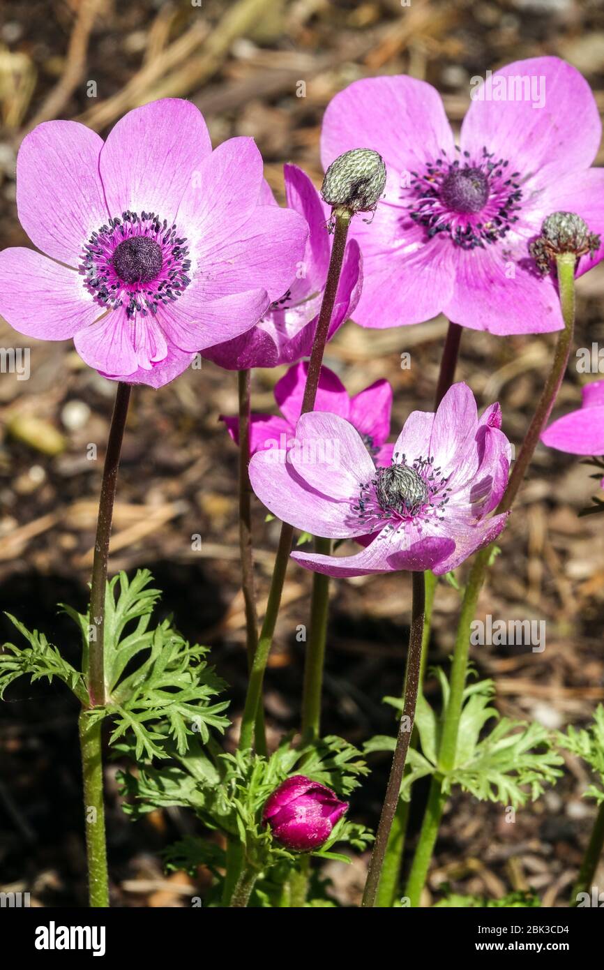 Fleur de vent grecque Anemone coronaria, Anemone Sylphide Banque D'Images