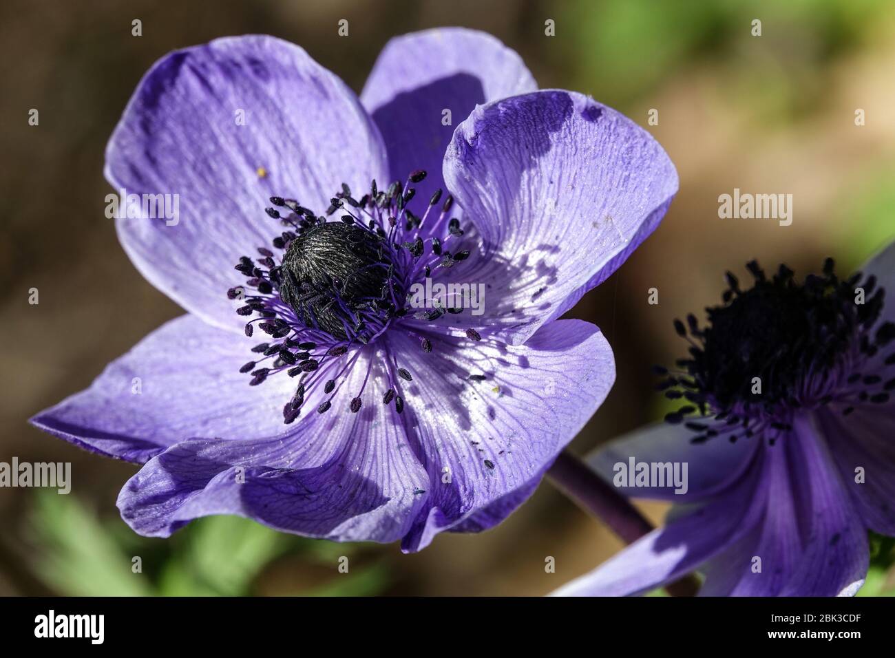 Grecian Windflower Anemone coronaria'M.r. Fokker' Banque D'Images