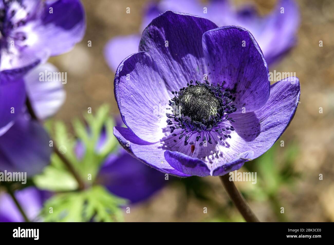 Grecian Windflower Anemone coronaria'M.r. Fokker' Banque D'Images