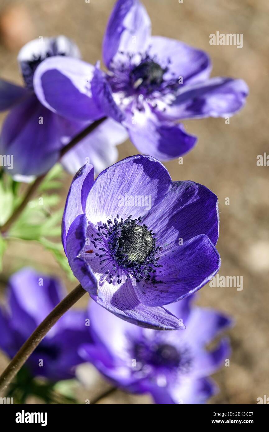 Grecian Windflower Anemone coronaria'M.r. Fokker' Banque D'Images