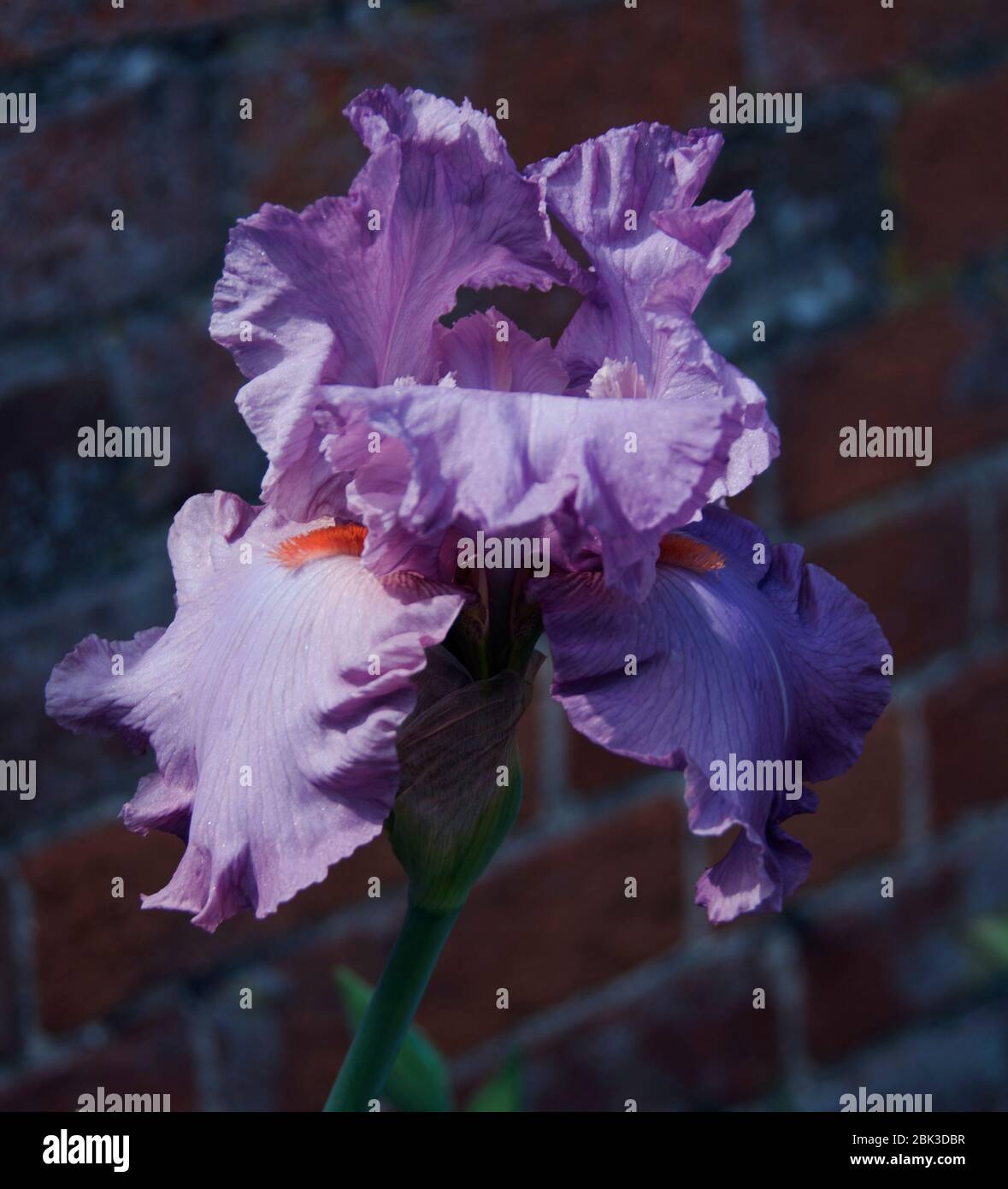 Grand iris à barbe « Annabel Jane » Banque D'Images