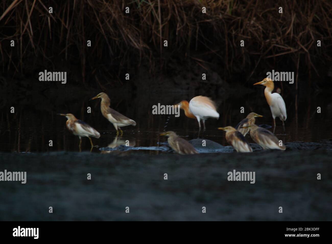 L'étang Javan heron (Ardeola spéciosa) et l'aigrette de bétail (Bubulcus ibis) est un oiseau de passage à gué de la famille des hérons, vu en groupes dans un marais à la recherche de nourriture. Banque D'Images