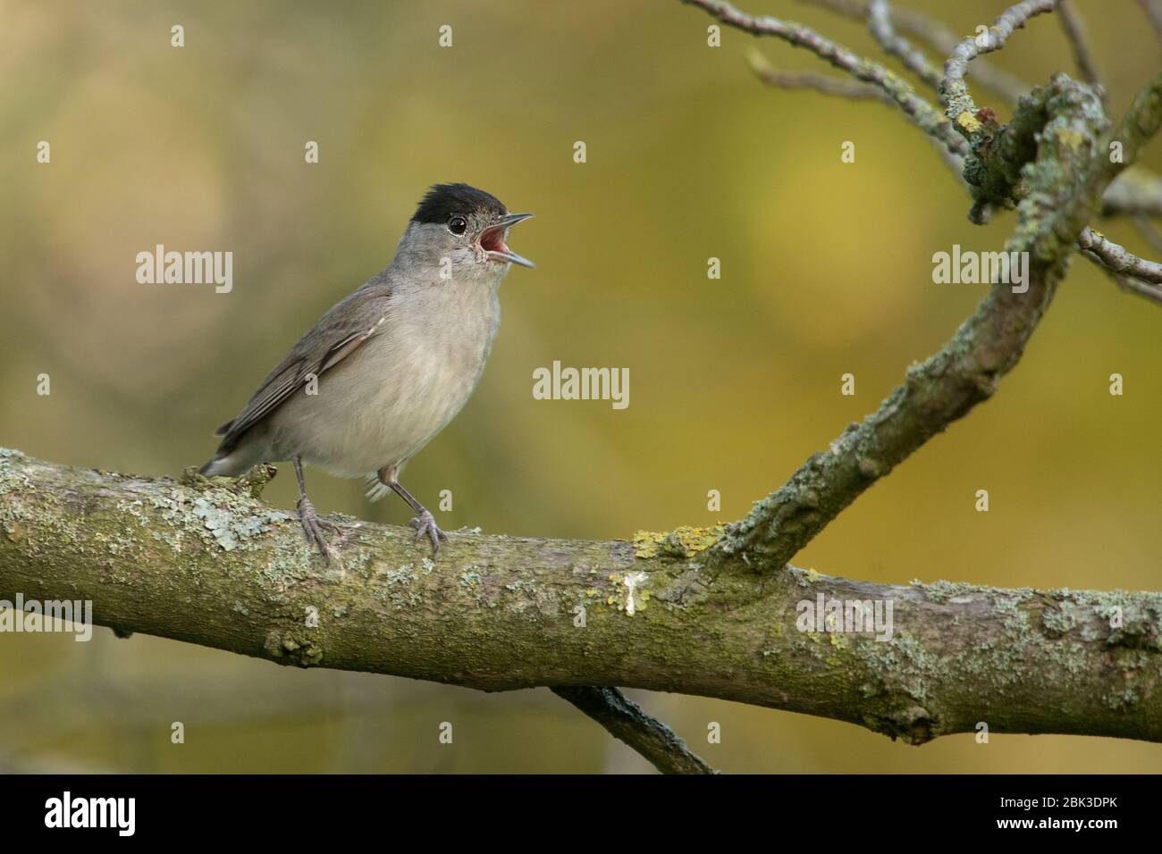Le black-cap eurasien à Londres Banque D'Images