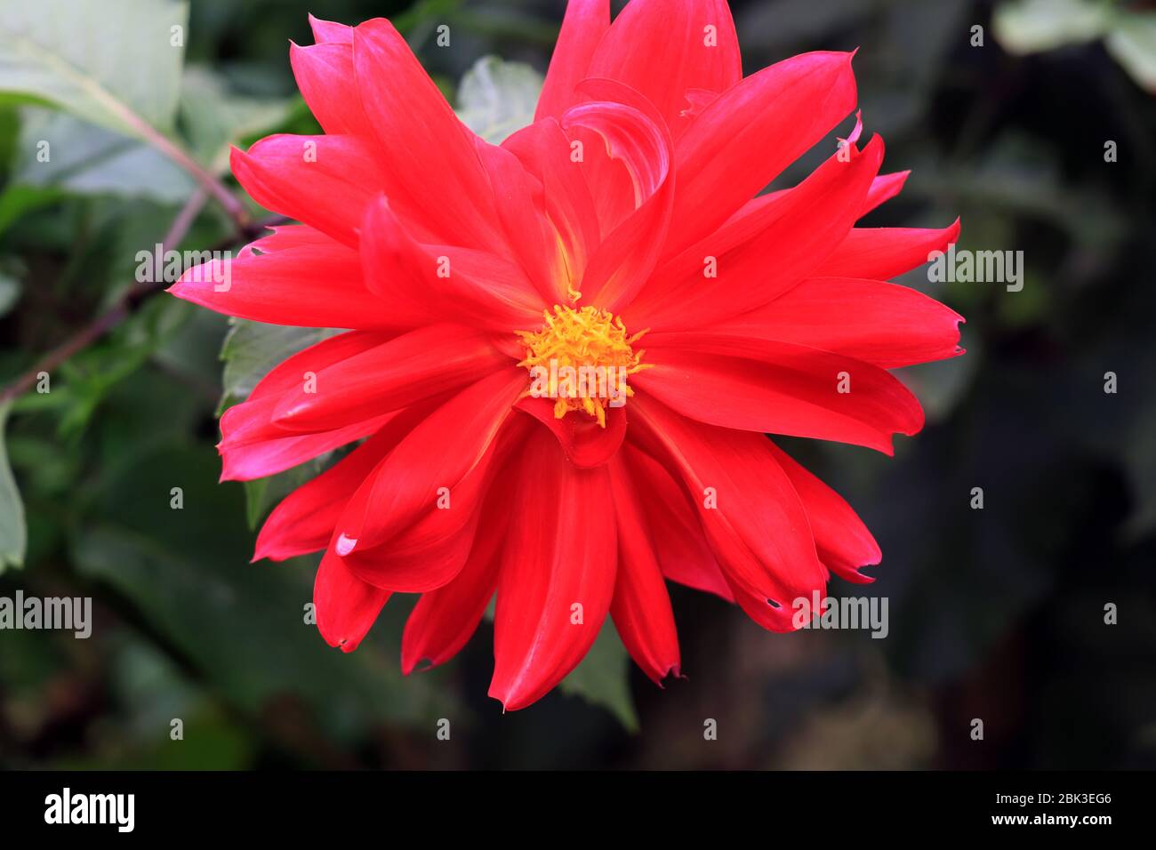 Le dahlia rouge dans le jardin. Fleur rouge vif Dahlia avec shrubbéry vert. Banque D'Images