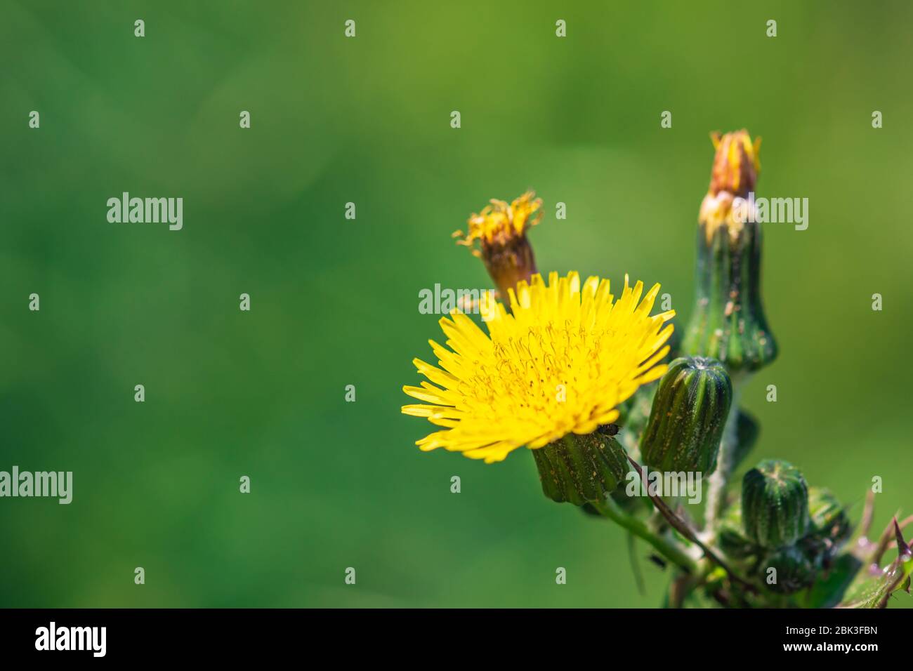 Sonchus asper flower, aussi connu sous le nom de chardon de pruche, chardon de chardon rugueux, chardon de sowhow à épines, chardon de sow à ailes vives Banque D'Images