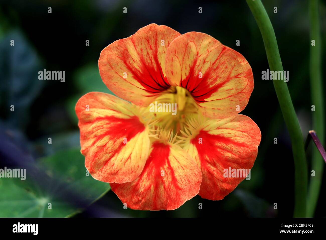 Fleurs de nasturtium. Tropaeolum majus jardin nastrutium, cresson indien, ou cresson des moines est une espèce de plantes fleuries dans la famille des Tropaeolaceae. Banque D'Images