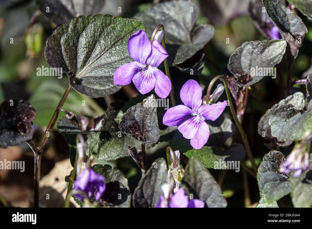 Viola labradorica Banque de photographies et d’images à haute ...
