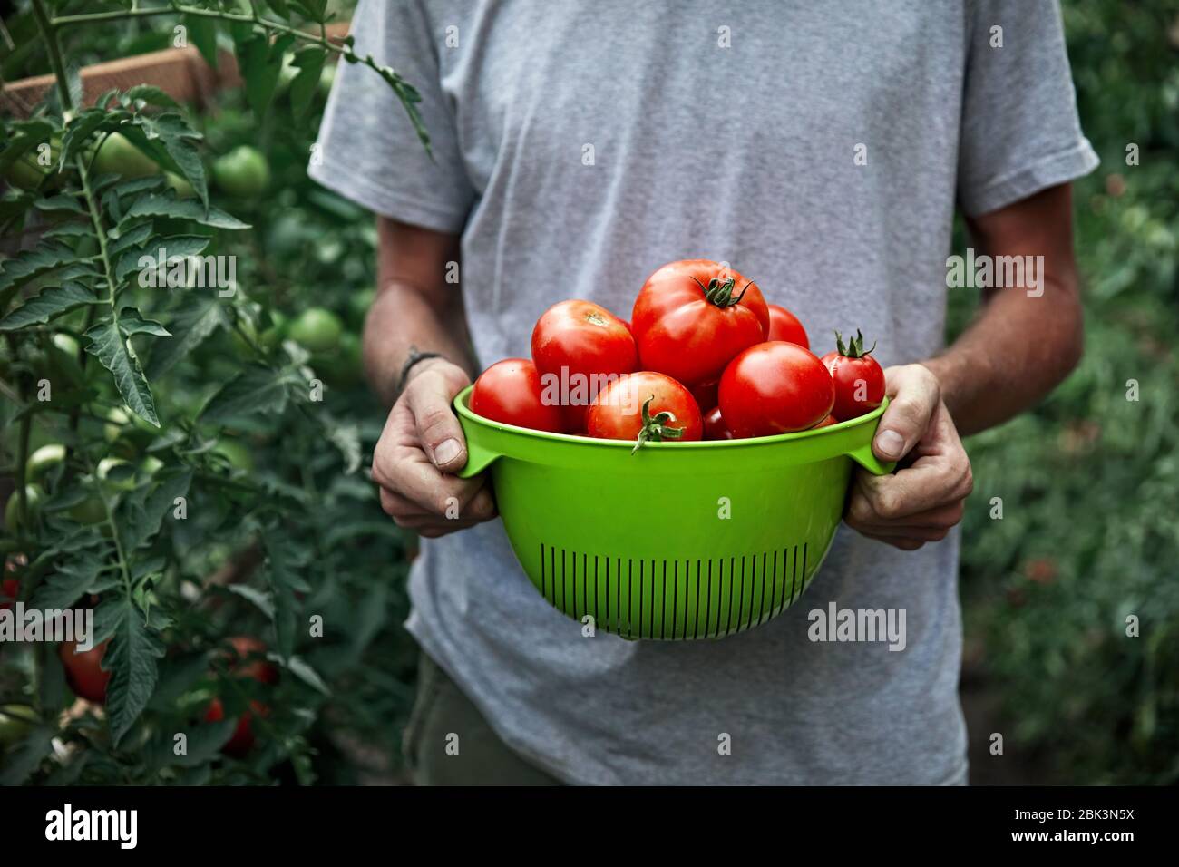 Jeune agriculteur est holding a plein de tomates mûres à serre. Concept d'agriculture naturelle. Banque D'Images