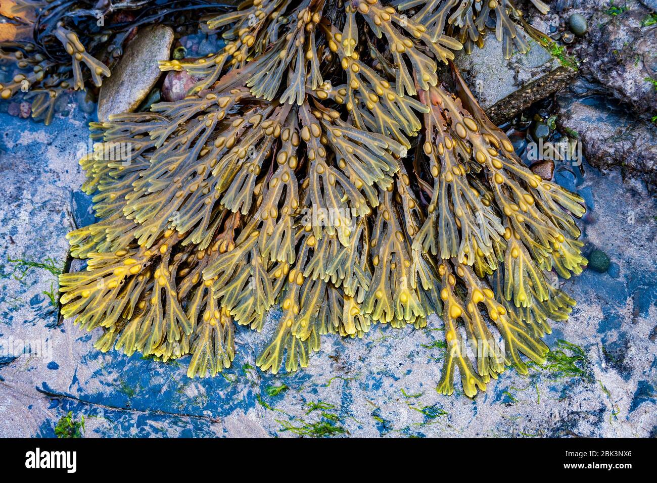 Les frondes et vésicules de Bladder rack ont fait digue sur les rochers de la côte de la mer du Nord, en Angleterre Banque D'Images