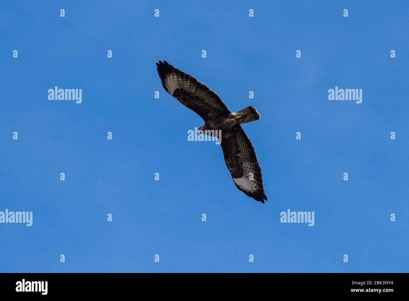 Un Buzzard commun ( Buteo buteo ) en vol au Royaume-Uni Banque D'Images