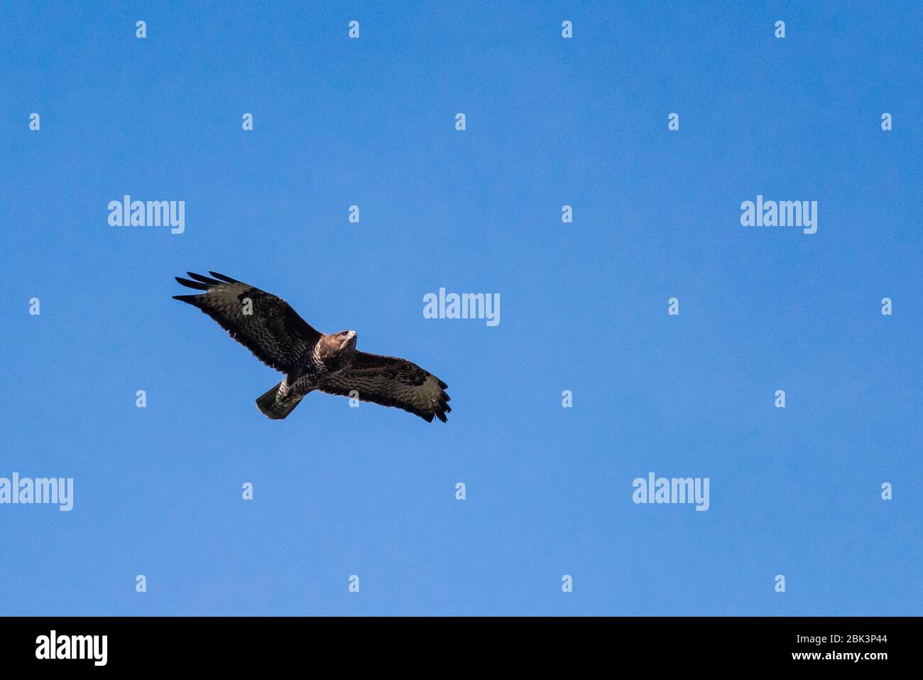 Un Buzzard commun ( Buteo buteo ) en vol au Royaume-Uni Banque D'Images