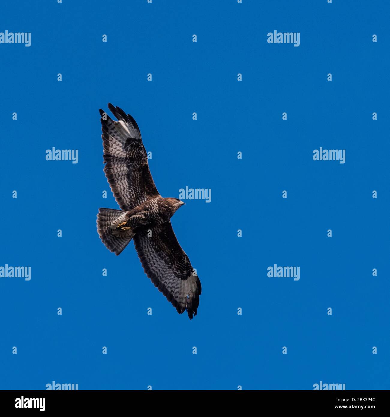 Un Buzzard commun ( Buteo buteo ) en vol au Royaume-Uni Banque D'Images