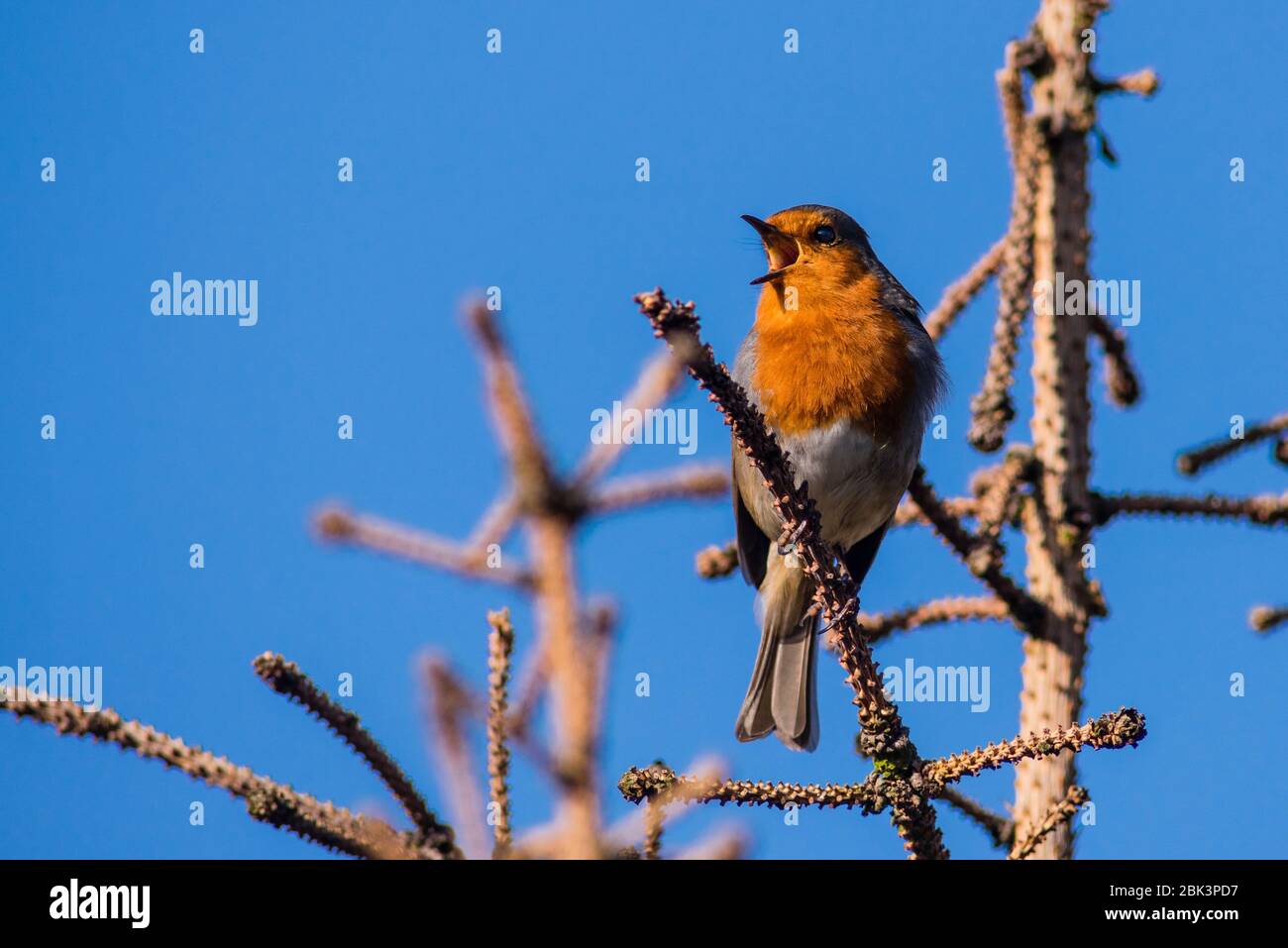 Un chant Robin (erithacus rubecula) au Royaume-Uni Banque D'Images