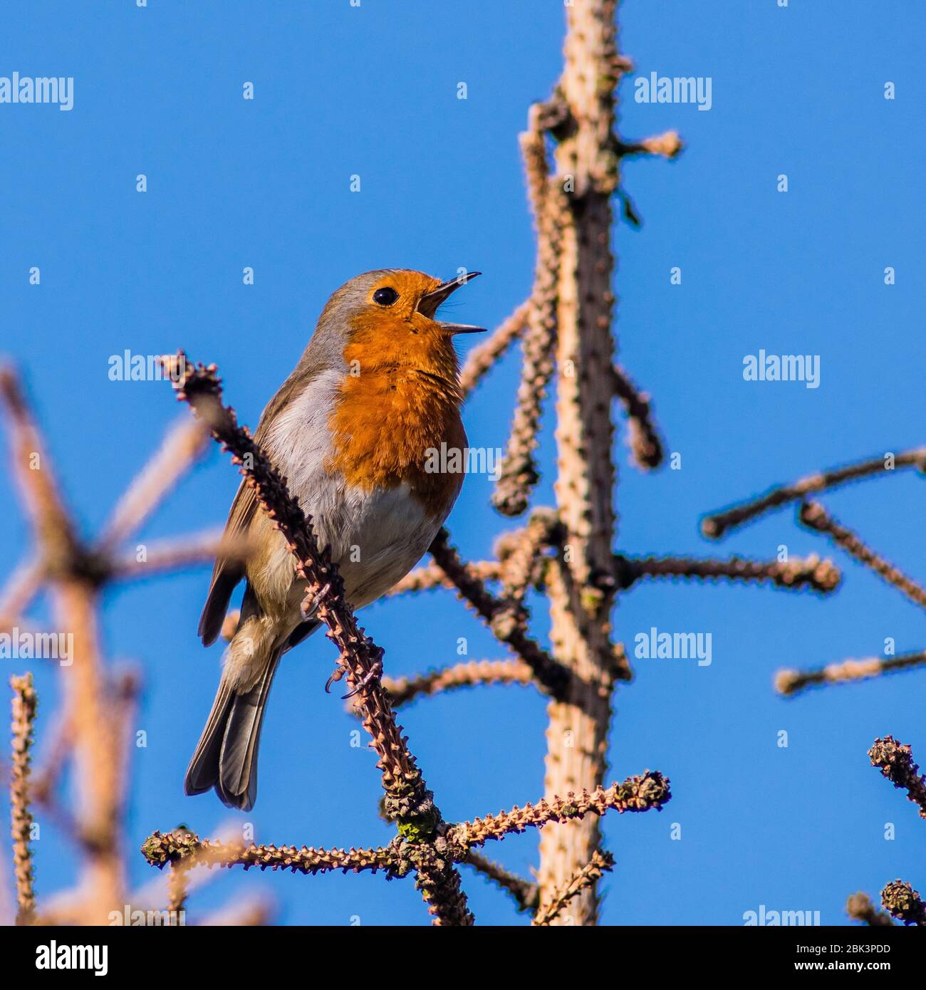 Un chant Robin (erithacus rubecula) au Royaume-Uni Banque D'Images