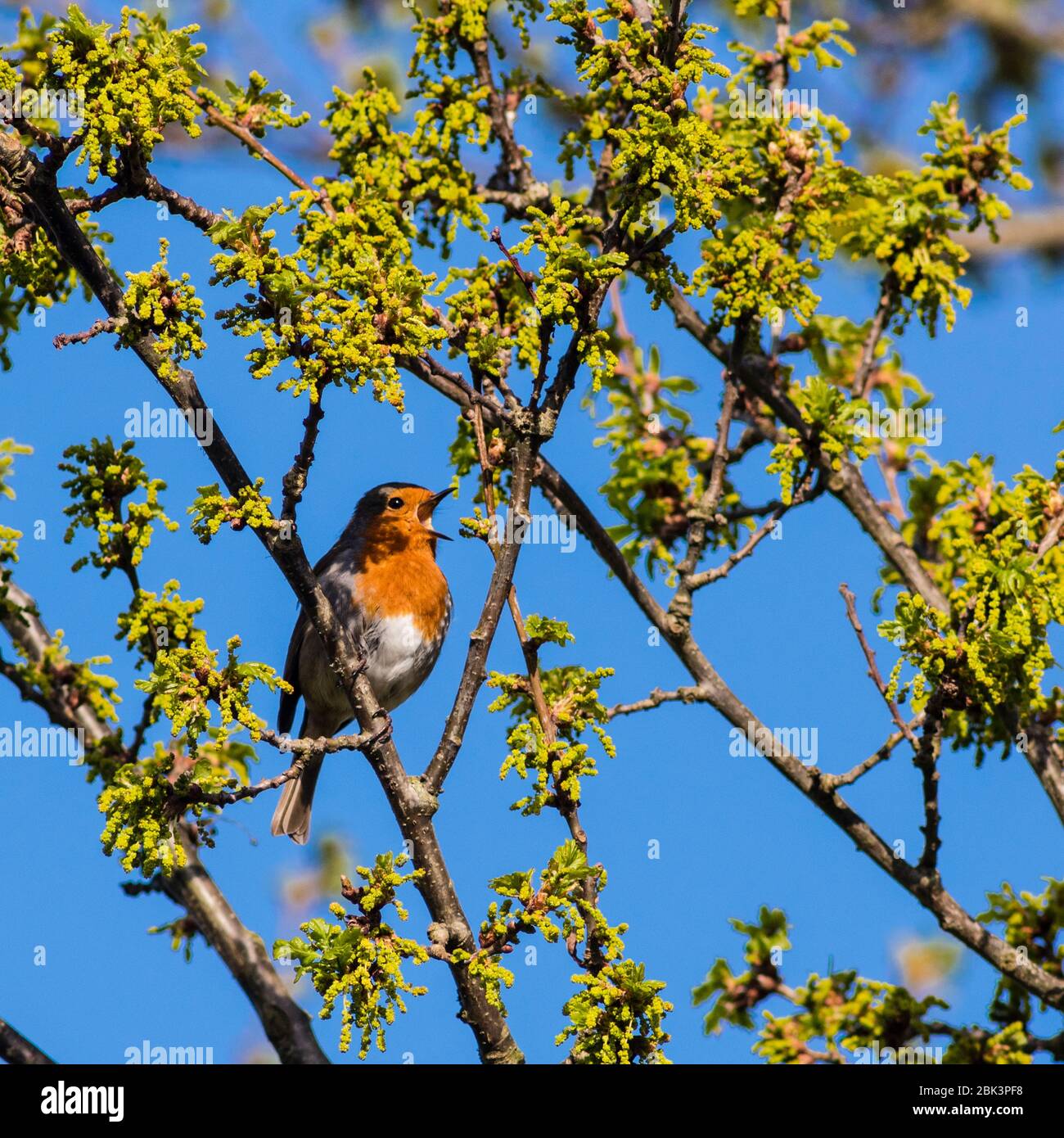 Un chant Robin (erithacus rubecula) au Royaume-Uni Banque D'Images