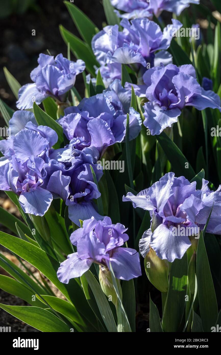 Blue Irises, Standard Dwarf Bearded Iris 'Rain Dance' Dwarf Iris barbata nana Banque D'Images