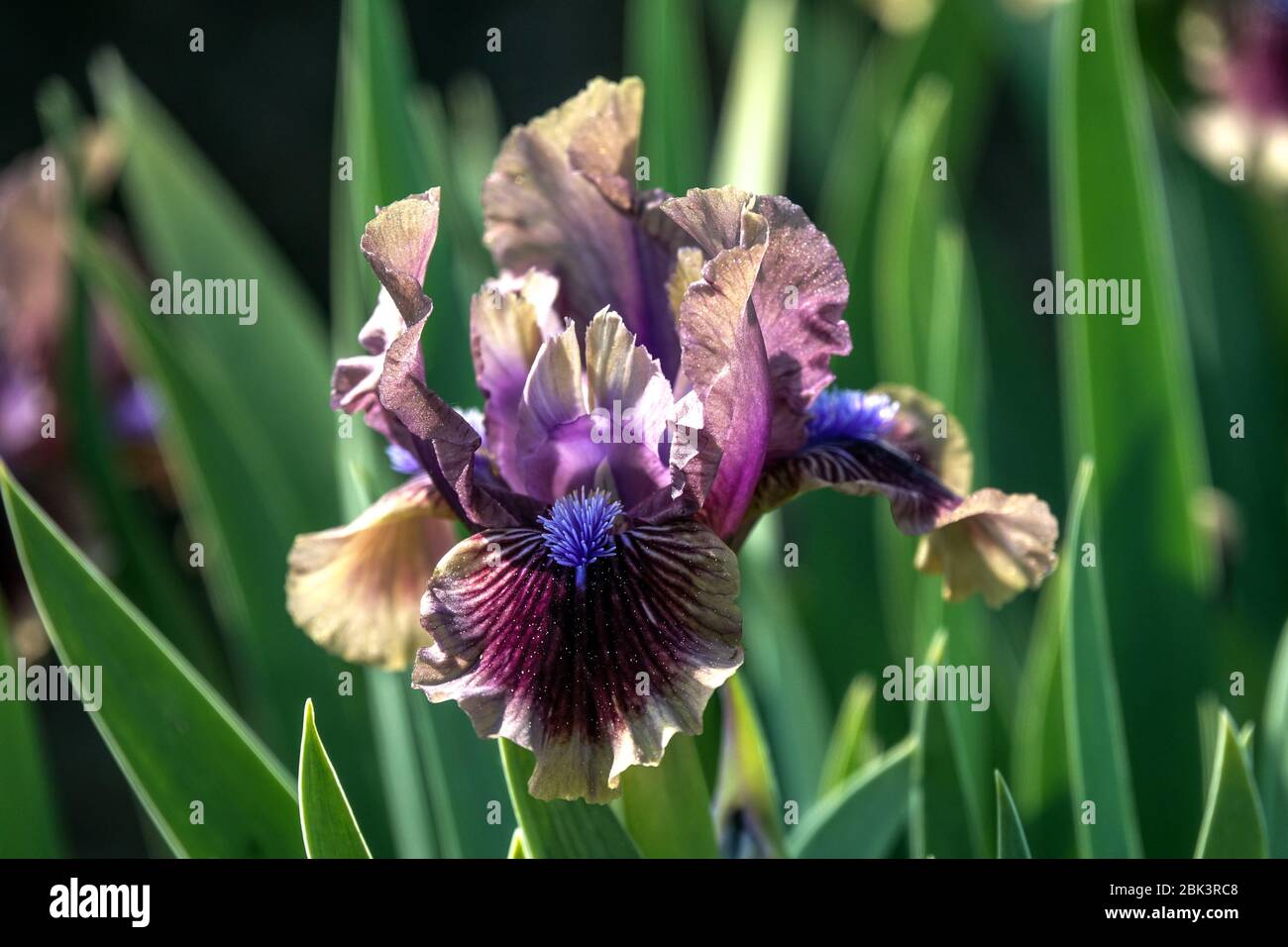 Iris à barbe naine standard 'Vechory na Khutori' Iris barbata nana Banque D'Images