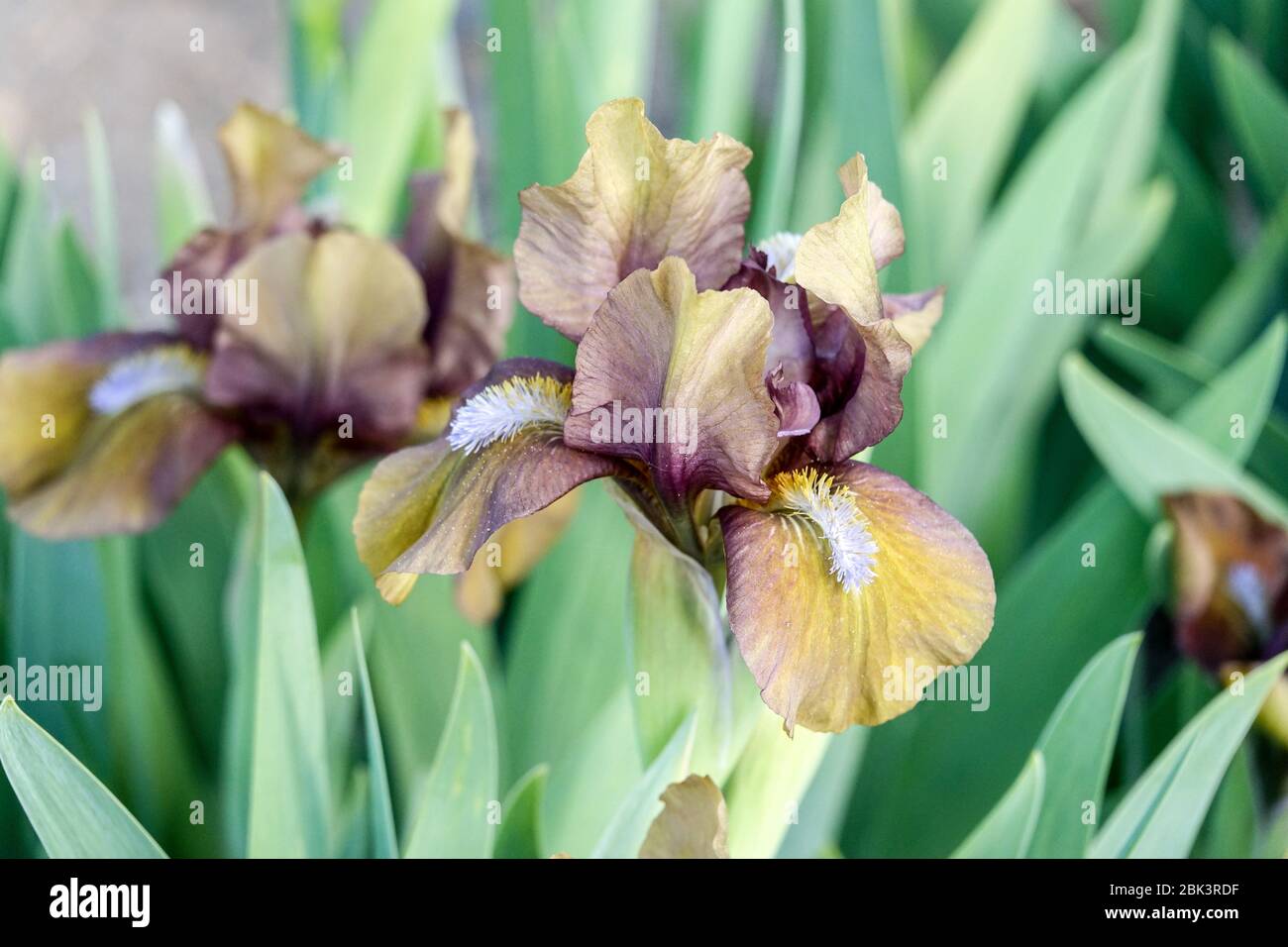 Iris à barbe naine standard 'clé' Iris à barbe nata nana Banque D'Images