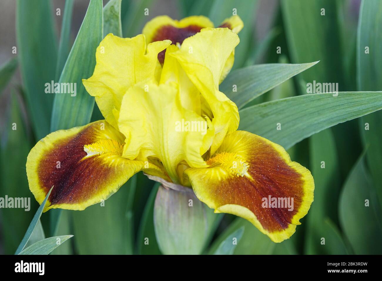 Jaune Standard nain à iris barbu 'enflammé' Iris nain barbata nana Banque D'Images