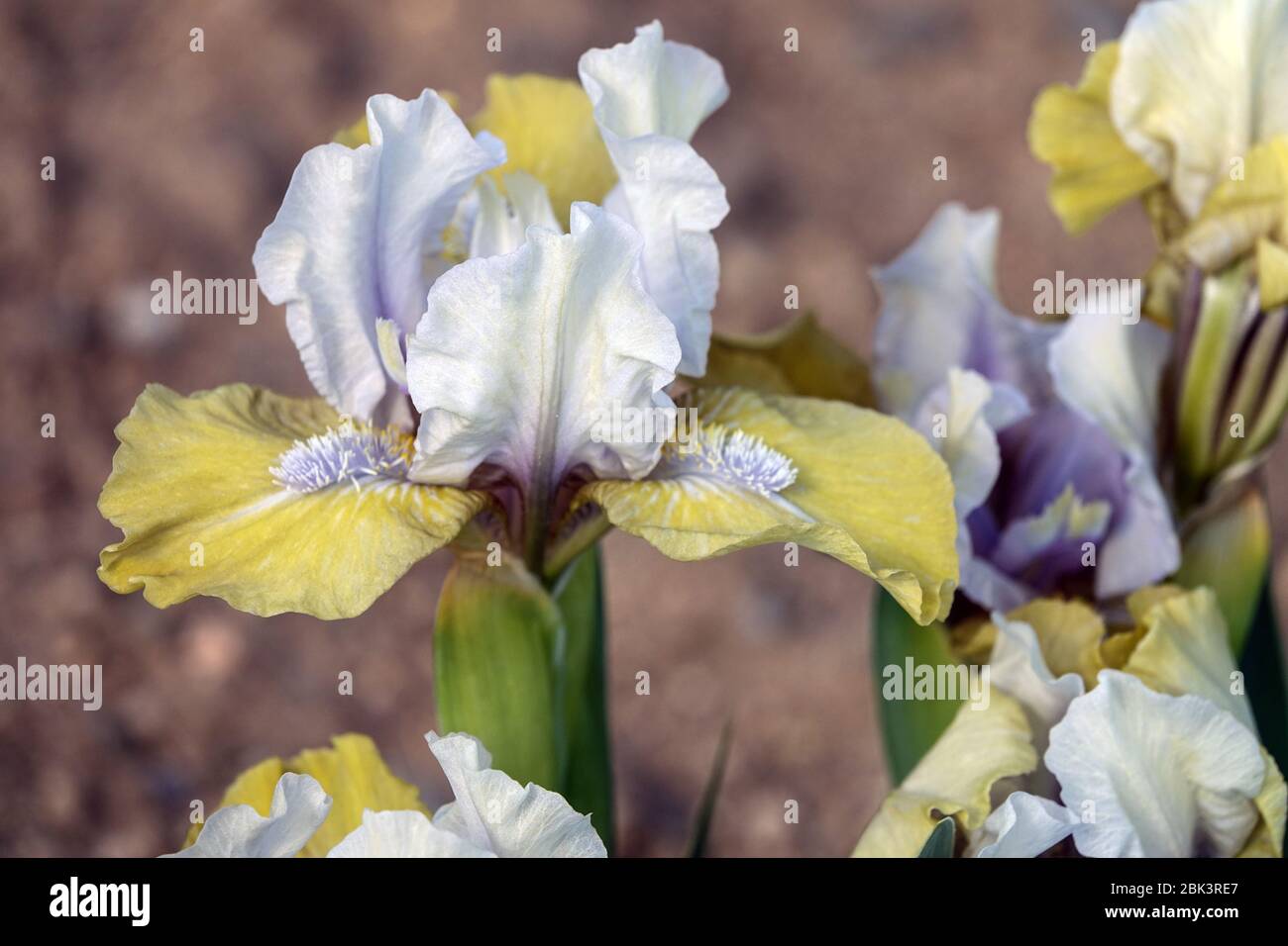 Elève blanc, Iris barbu 'Webelos' Standard Dwarf Iris barbata nana Banque D'Images