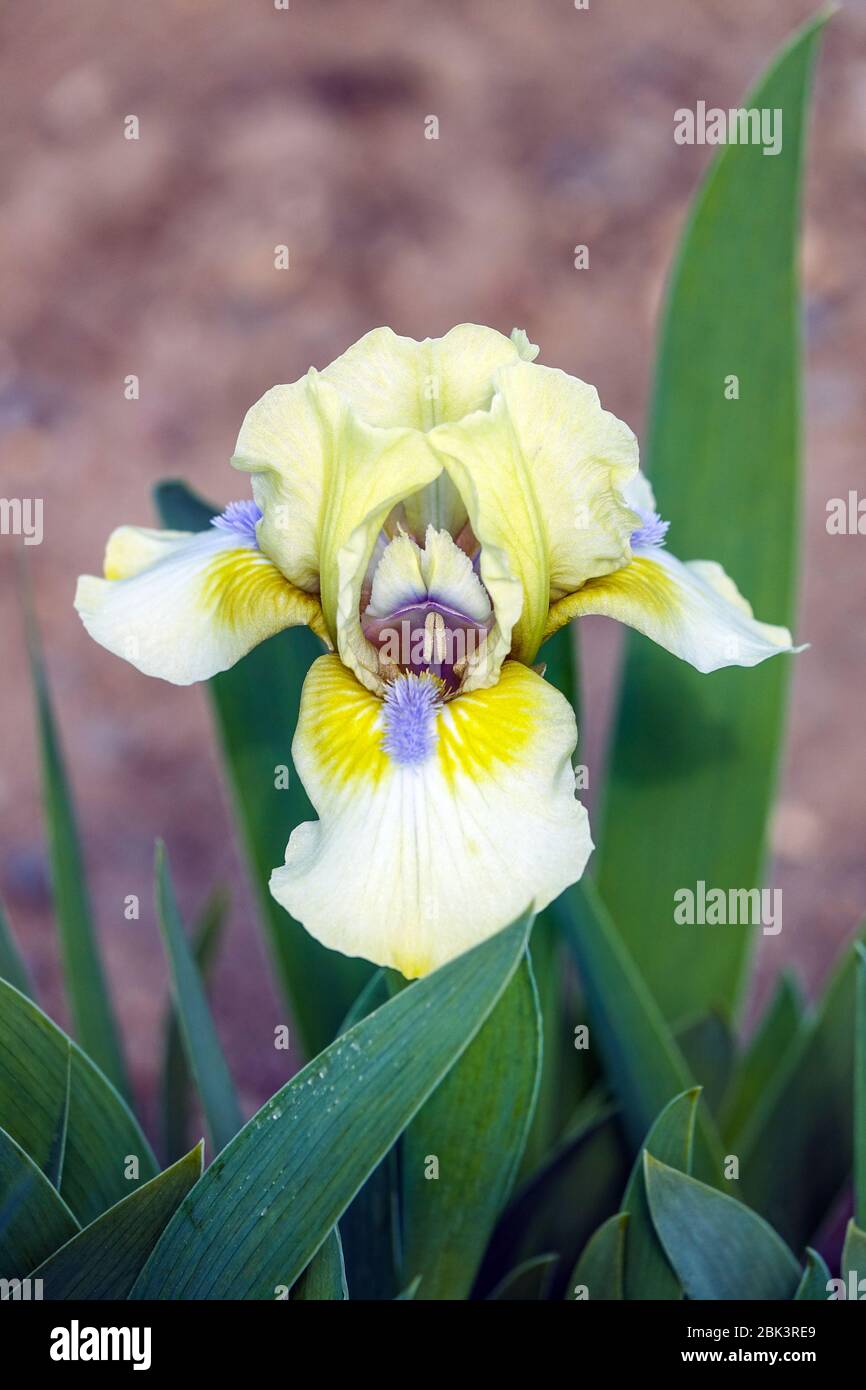 Iris blanc citron, Iris nain standard barbu 'Hee Haw' Iris nain barbata nana, Iris nain standard Banque D'Images