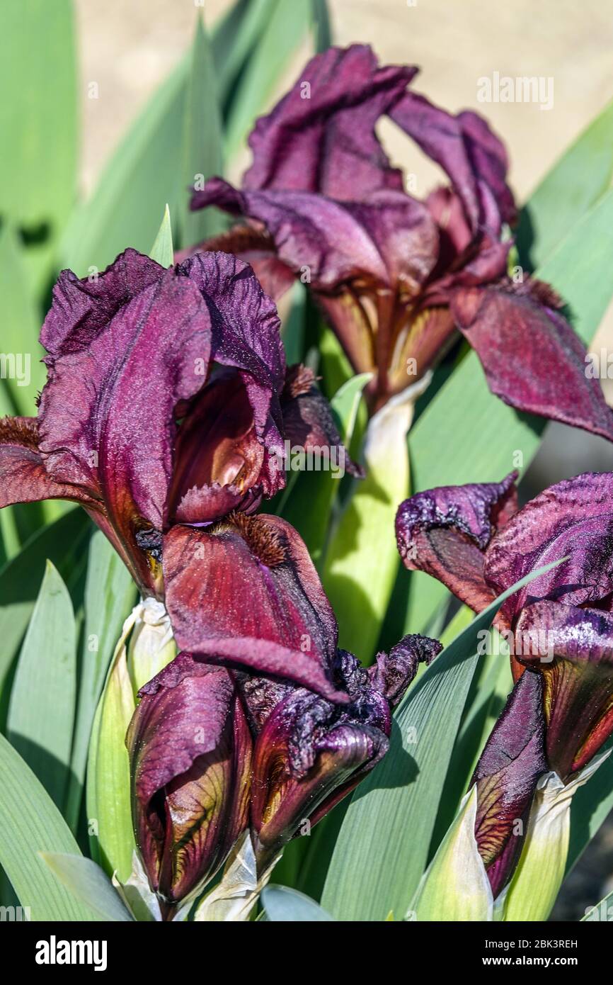 Iris nain, iris nain bir standard 'Tomingo' Iris nata naana Banque D'Images