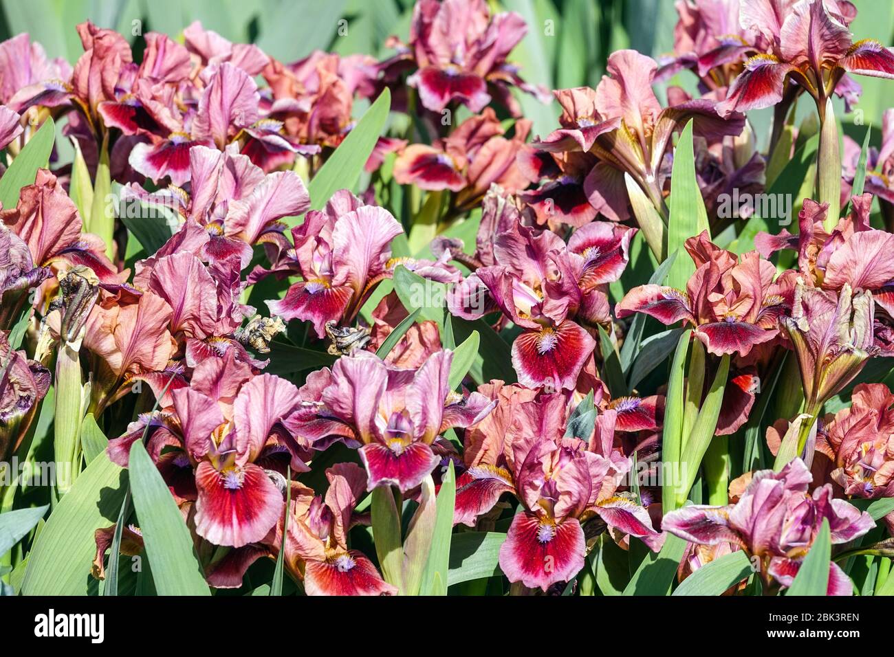 Red Irises, Standard Dwarf Bearded Iris 'Believe in miracles' Dwarf Iris barbata nana Banque D'Images