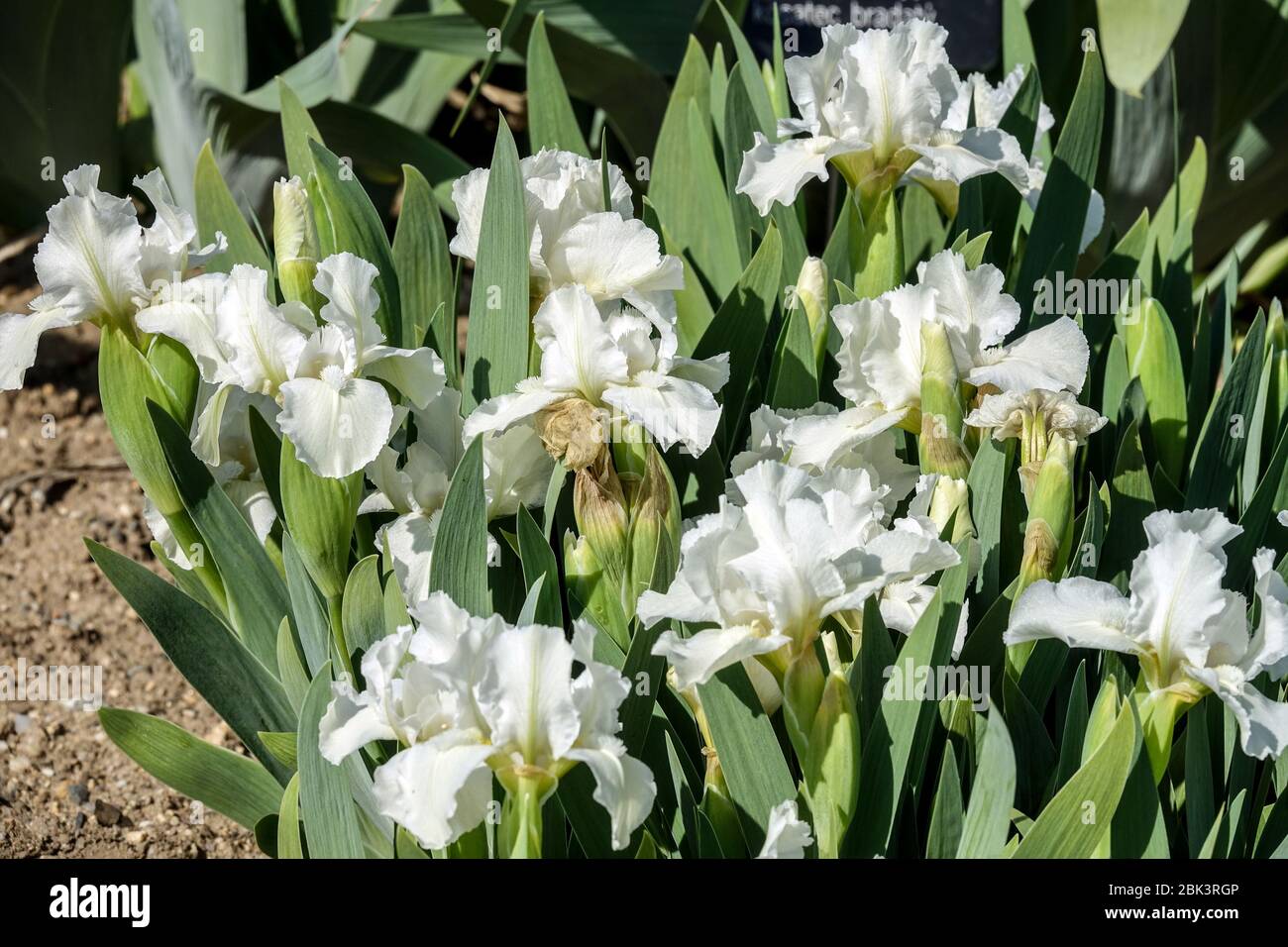 White Irises, Standard Dwarf Bearded Iris 'Favorite Angel' Dwarf Iris barbata nana Banque D'Images