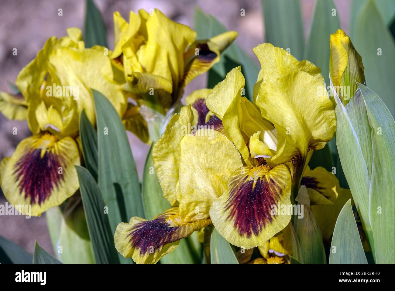 Irises jaunes, Standard Dwarf Bearded Iris 'Hamburger Michel' Dwarf Iris barbata nana Banque D'Images