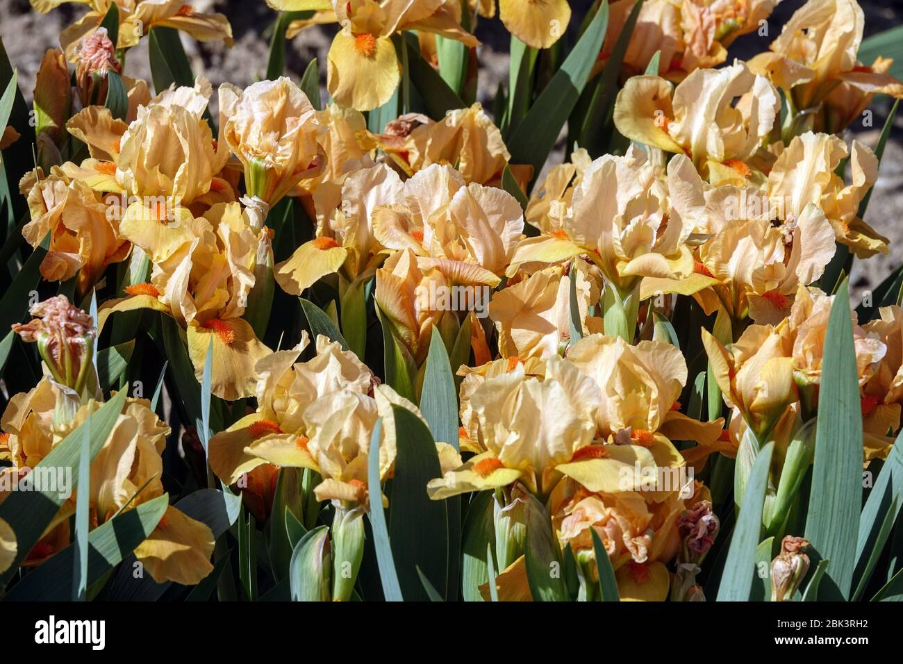 Orange Irises, Iris barbu 'Orange Tiger' Standard Dwarf Iris barbata nana Banque D'Images