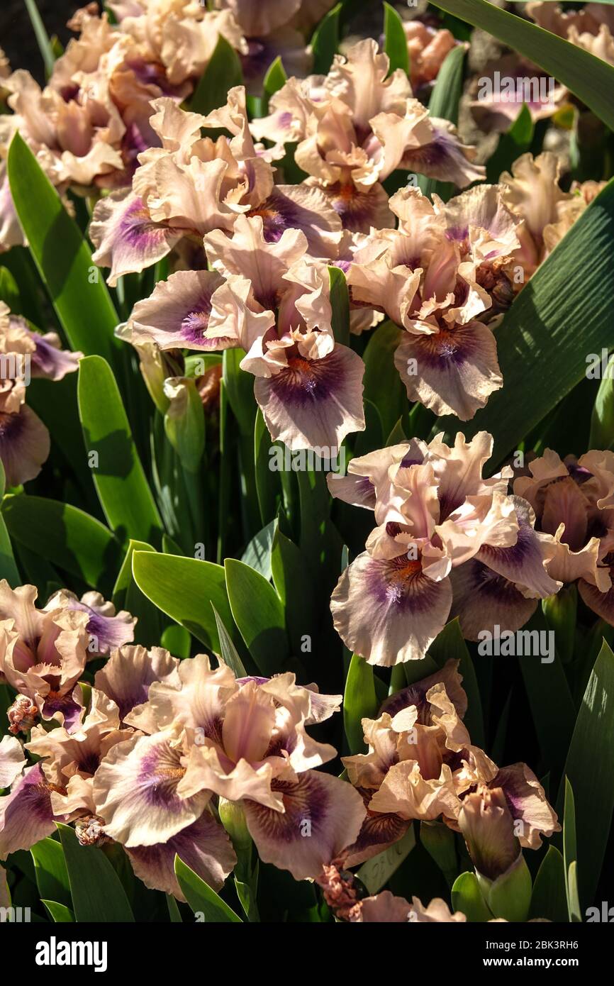 Iris à barbe nain standard 'Didzej' Iris barbata nana Banque D'Images