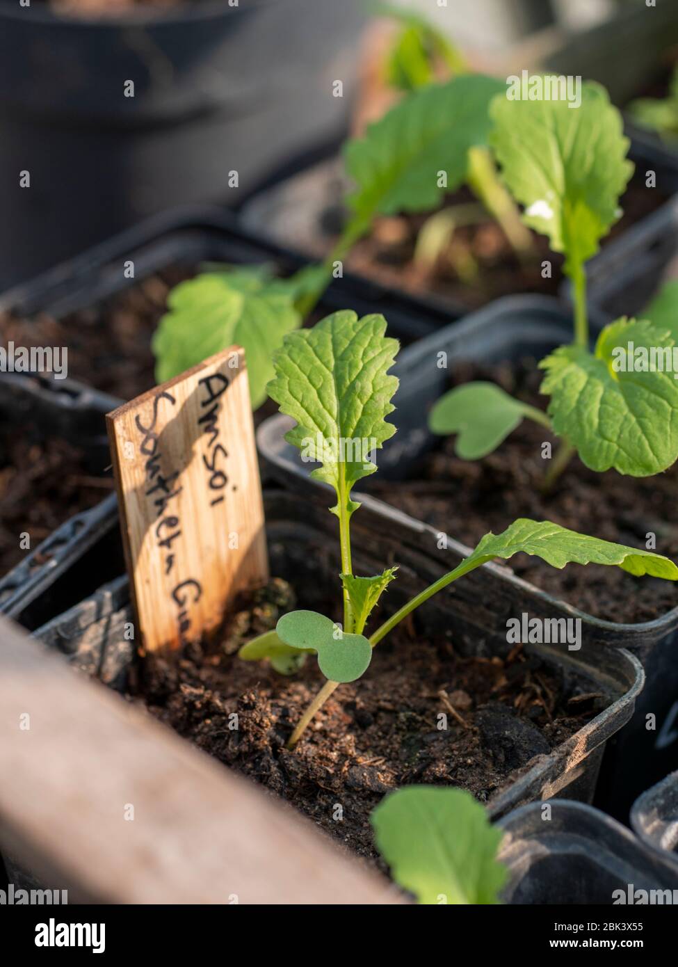 Amsoi 'Stouhern Giant curled' (Brassica juncea ssp. Juncea) plantules. Banque D'Images