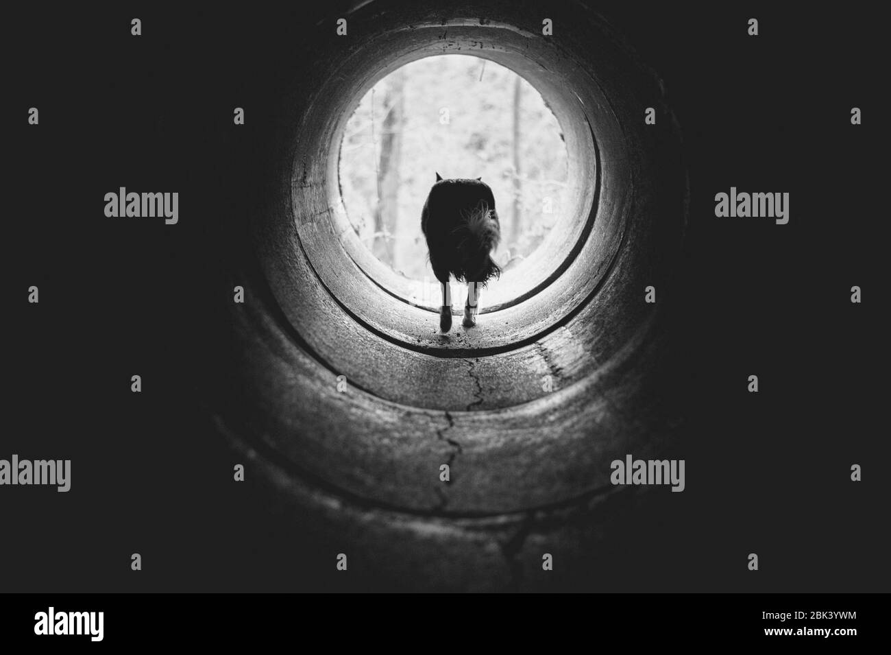 Photo en noir et blanc avec chien qui tourne à la lumière. Bordure de collie dans l'anneau en béton eng. Banque D'Images