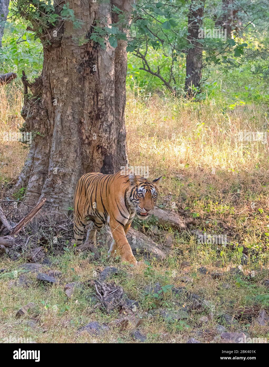 Noor la Tigresse marchant au parc national de Ranthambore, Sawai Madhopur, Rajasthan, Inde Banque D'Images