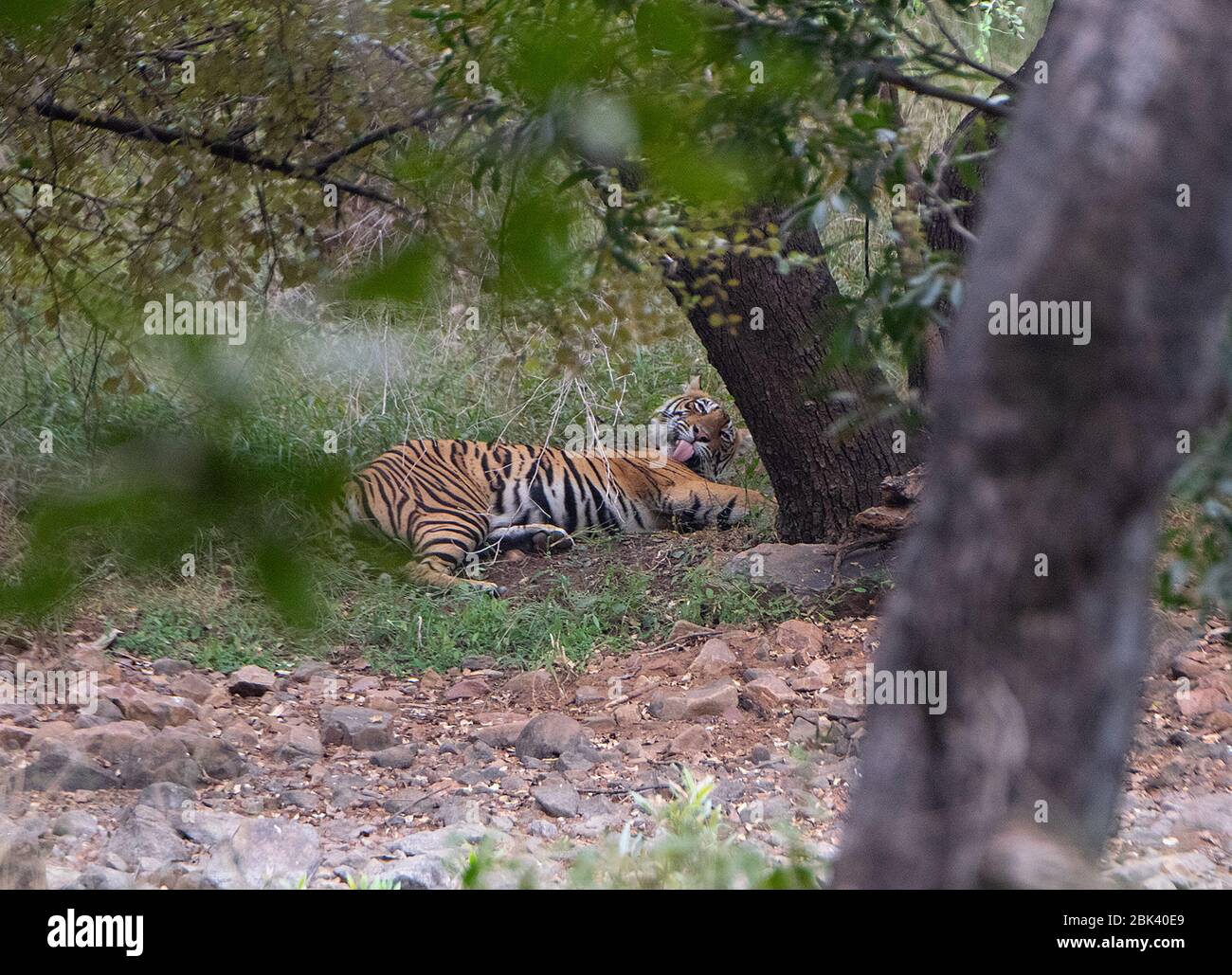 Sultana se léchant au parc national de Ranthambore, Sawai Madhopur, Rajasthan, Inde Banque D'Images