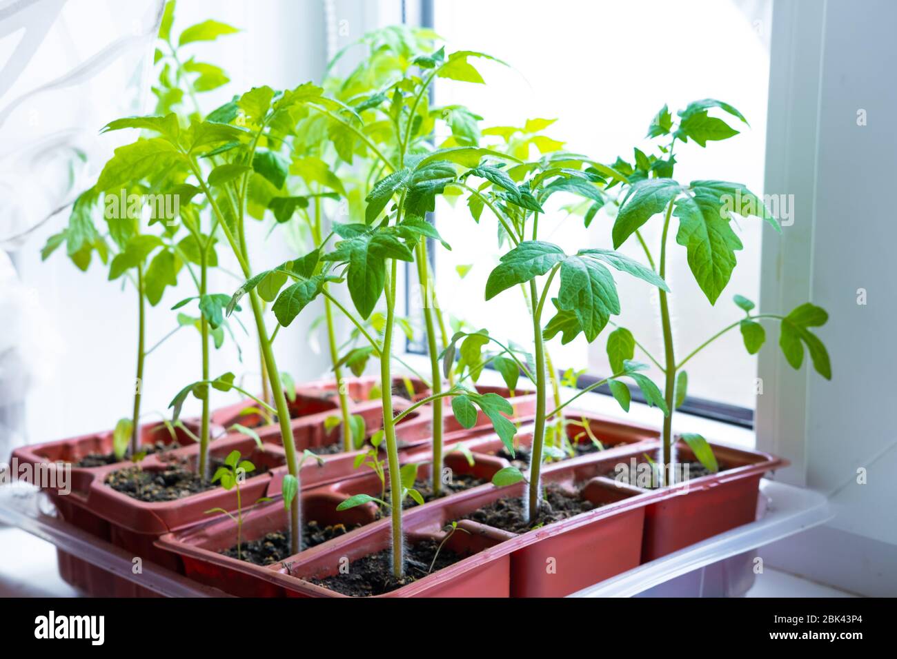 Jeunes plants de tomate en pots sur fenêtre blanche. Comment cultiver la nourriture à la maison sur le seuil de fenêtre. Germe la plante verte et le jardinage à la maison. Banque D'Images
