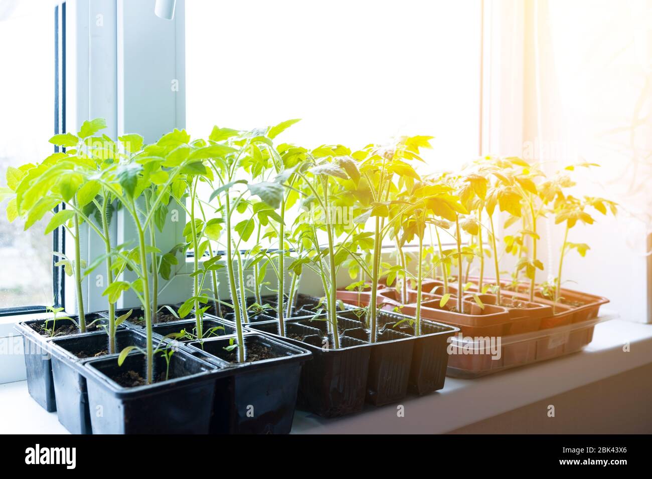 Jeunes plants de tomate en pots sur fenêtre blanche. Comment cultiver la nourriture à la maison sur le seuil de fenêtre. Germe la plante verte et le jardinage à la maison. Banque D'Images