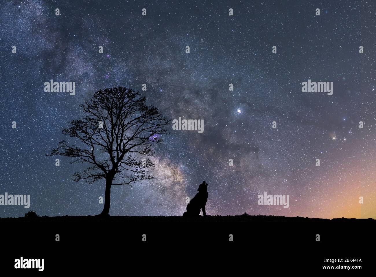 Silhouette d'un loup sauvage à côté d'un arbre solitaire et du ciel nocturne avec la voie lactée en arrière-plan Banque D'Images