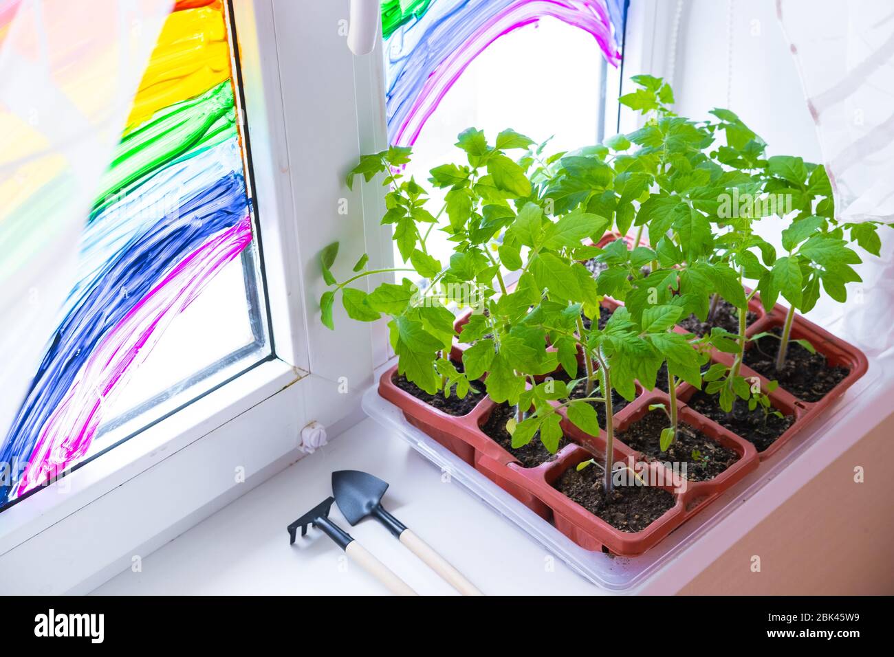 Jeunes plants de tomate en pots sur fenêtre blanche. Comment cultiver la nourriture à la maison sur le seuil de fenêtre. Germe la plante verte et le jardinage à la maison. Banque D'Images