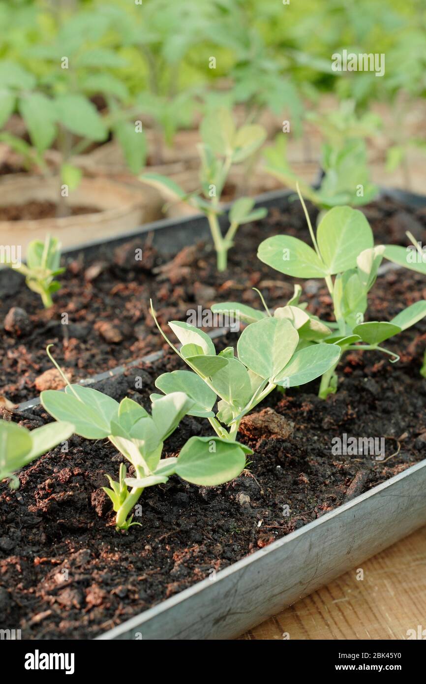 Les pois 'Kelvedon Wonder' de Pisum sativum ont commencé à partir de semences en longueurs de caniveaux pour un départ en vol et une facilité de plantation hors du Royaume-Uni Banque D'Images