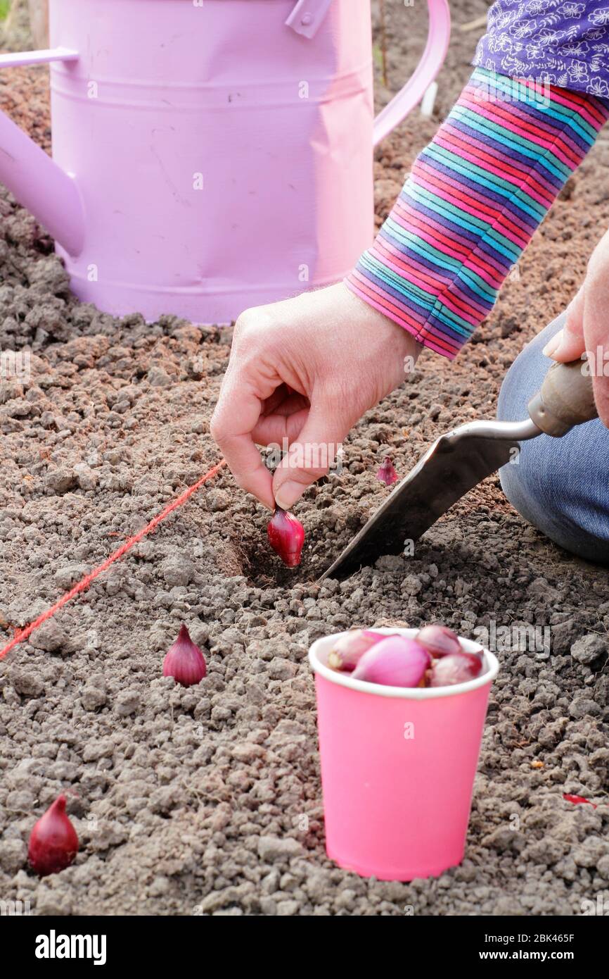 Allium lcpe. Planter des ensembles d'oignons 'Red Baron' dans un terrain de légumes dans un jardin domestique au printemps. ROYAUME-UNI Banque D'Images