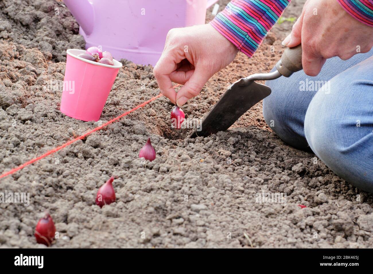 Allium lcpe. Planter des ensembles d'oignons 'Red Baron' dans un terrain de légumes dans un jardin domestique au printemps. ROYAUME-UNI Banque D'Images