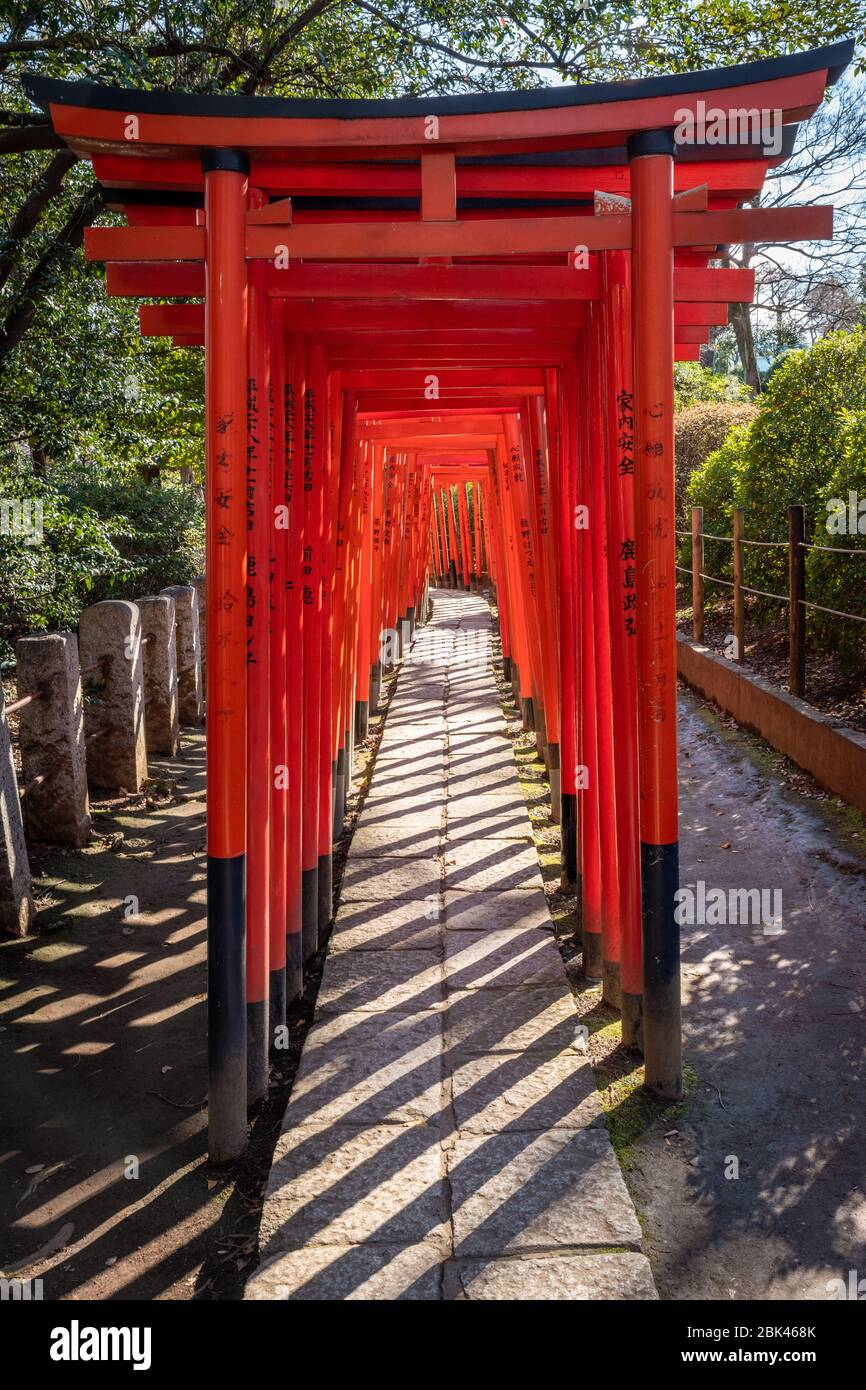 Portes torii au sanctuaire de Nezu, Tokyo, Japon Banque D'Images