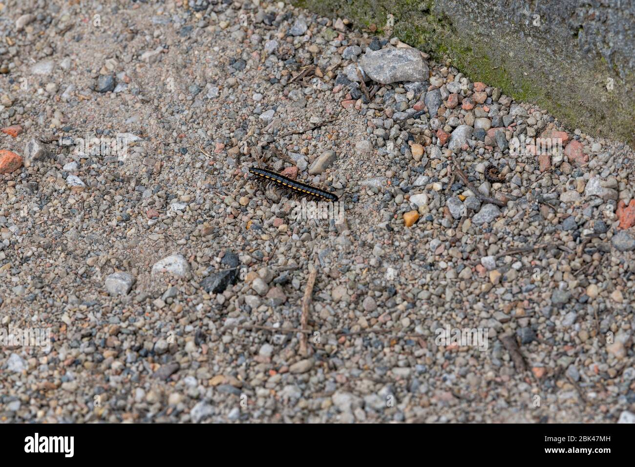 Millipede sur une pierre Banque D'Images