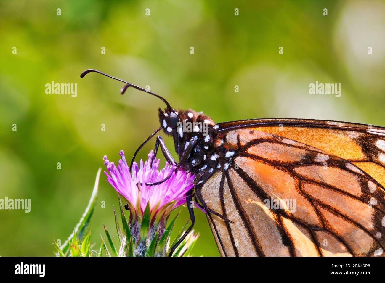 Gros plan d'un papillon monarque en sirotant du nectar d'un chardon rose. Banque D'Images