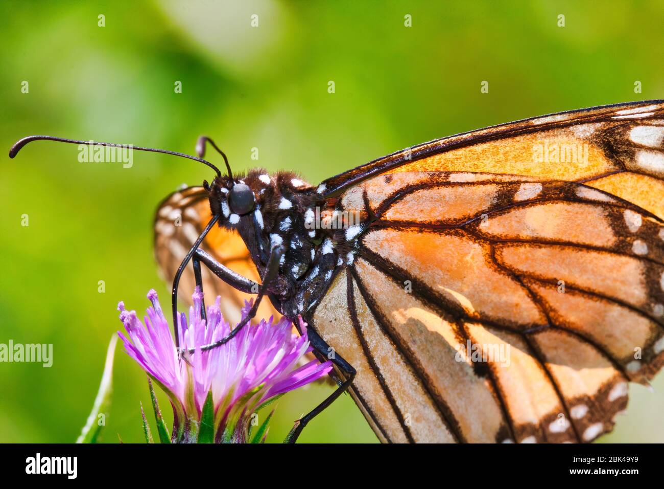 Gros plan d'un papillon monarque en sirotant du nectar d'un chardon rose. Banque D'Images