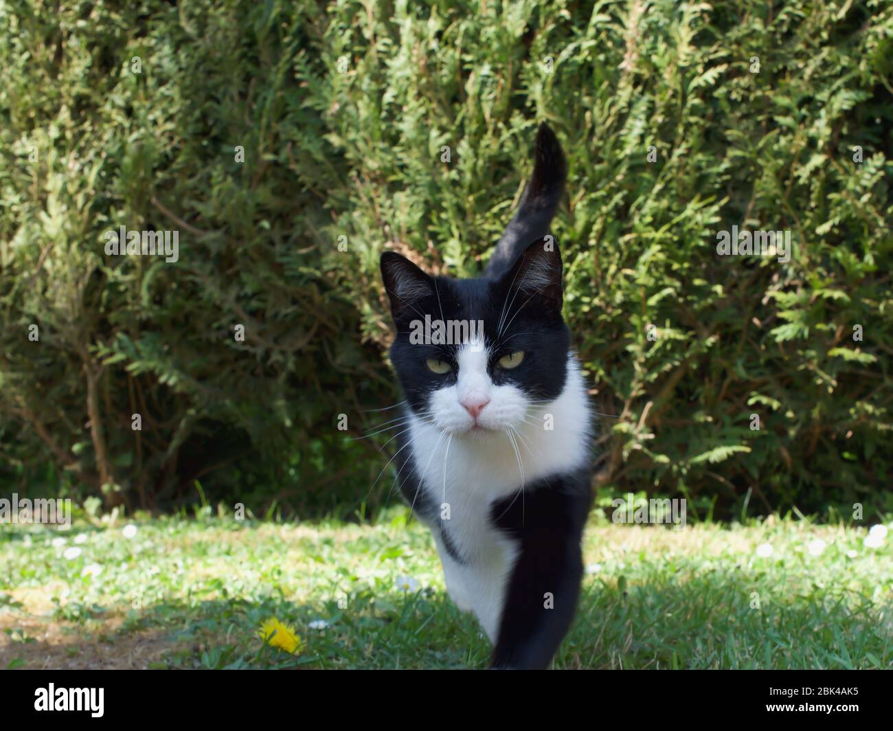 le chat noir et blanc est debout Banque D'Images