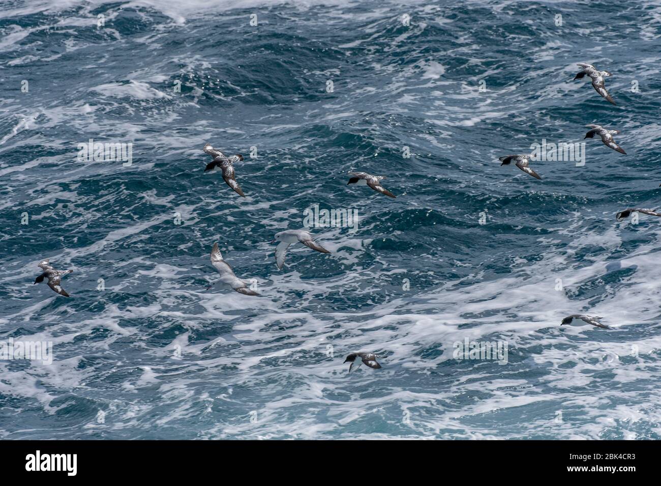 Un groupe de Cape Petrels (Daption capense) et de Fulmars du Sud (Fulmarus glacialoides) volant au-dessus des mers rugueuses dans le passage Drake Banque D'Images