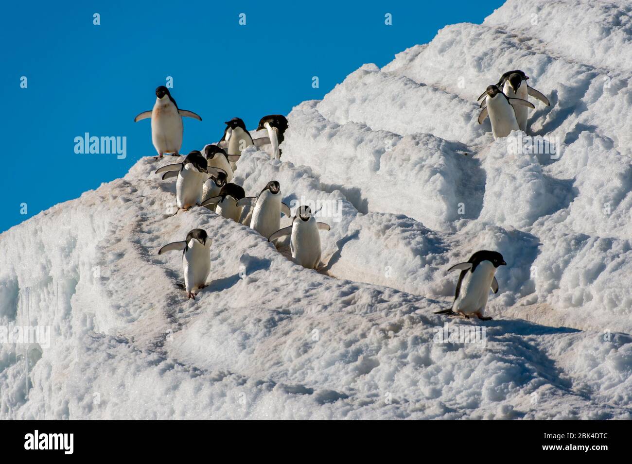 Adelie Penguins (Pygoscelis adeliae) marchant de la colonie sur la neige jusqu'au rivage pour se nourrir en mer à Hope Bay, péninsule Antarctique Banque D'Images