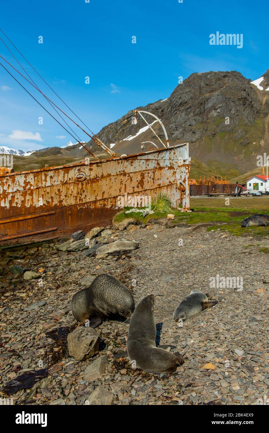 Navire de chasse à la baleine avec phoques à fourrure de l'Antarctique au premier plan à la station de chasse à la baleine norvégienne de Grytviken, sur l'île de Géorgie du Sud, dans la sous-Antarctique. Banque D'Images